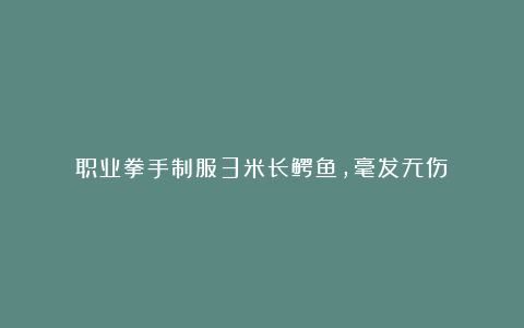 职业拳手制服3米长鳄鱼，毫发无伤！