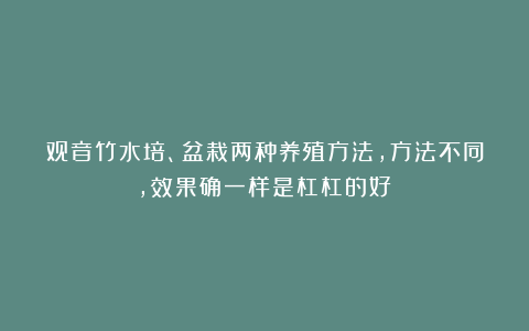 观音竹水培、盆栽两种养殖方法，方法不同，效果确一样是杠杠的好！