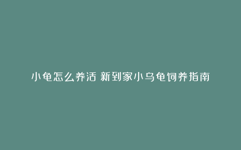 小龟怎么养活？新到家小乌龟饲养指南