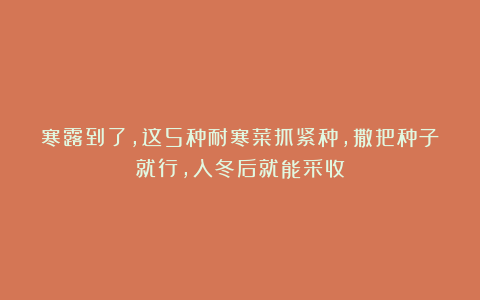 寒露到了，这5种耐寒菜抓紧种，撒把种子就行，入冬后就能采收