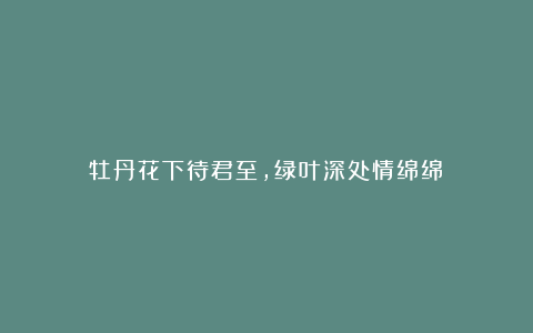 牡丹花下待君至，绿叶深处情绵绵！