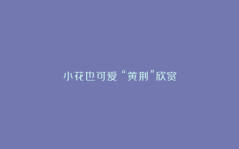 小花也可爱：“黄荆”欣赏