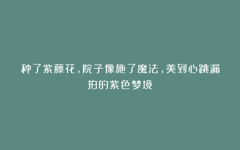 种了紫藤花，院子像施了魔法，美到心跳漏拍的紫色梦境