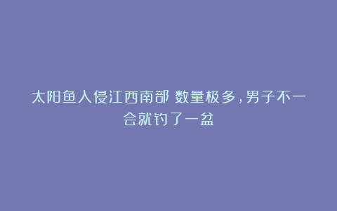 太阳鱼入侵江西南部！数量极多，男子不一会就钓了一盆