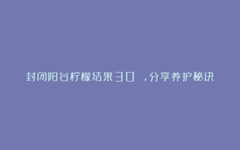 封闭阳台柠檬结果30 ，分享养护秘诀