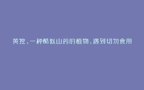 黄独，一种酷似山药的植物，遇到切勿食用！