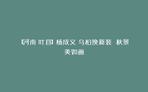 【河南丨叶县】杨成义丨乌桕换新装 秋景美如画