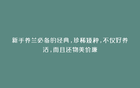 新手养兰必备的经典，珍稀矮种，不仅好养活，而且还物美价廉