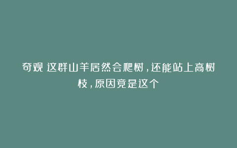 奇观：这群山羊居然会爬树，还能站上高树枝，原因竟是这个！