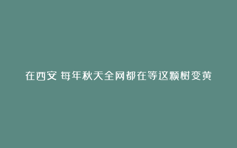 在西安！每年秋天全网都在等这颗树变黄|