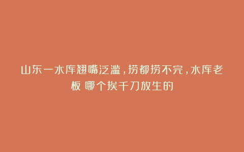 山东一水库翘嘴泛滥，捞都捞不完，水库老板：哪个挨千刀放生的！