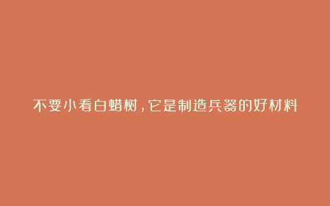 不要小看白蜡树，它是制造兵器的好材料