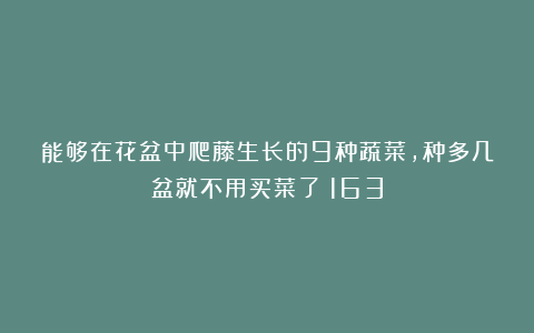 能够在花盆中爬藤生长的9种蔬菜，种多几盆就不用买菜了|163