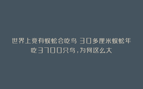 世界上竟有蜈蚣会吃鸟？30多厘米蜈蚣年吃3700只鸟，为何这么大？