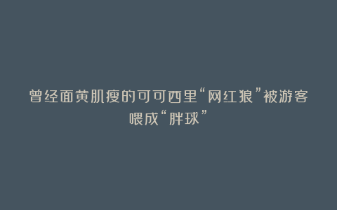 曾经面黄肌瘦的可可西里“网红狼”被游客喂成“胖球”？