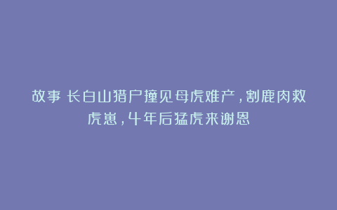 故事：长白山猎户撞见母虎难产，割鹿肉救虎崽，4年后猛虎来谢恩