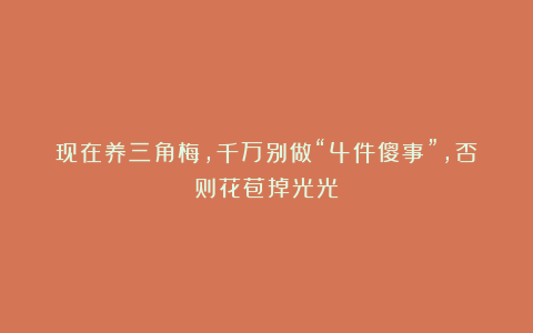 现在养三角梅，千万别做“4件傻事”，否则花苞掉光光！