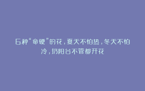 6种“命硬”的花，夏天不怕热，冬天不怕冷，扔阳台不管都开花