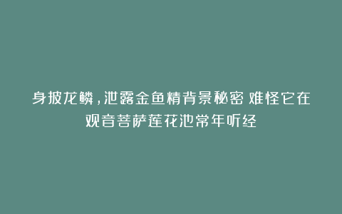 身披龙鳞，泄露金鱼精背景秘密！难怪它在观音菩萨莲花池常年听经