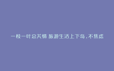 一枝一叶总关情丨旅游生活上下岛，不焦虑