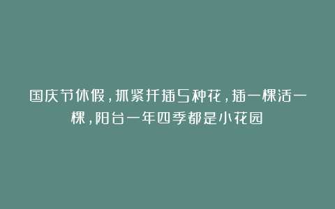 国庆节休假，抓紧扦插5种花，插一棵活一棵，阳台一年四季都是小花园！