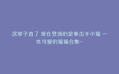 这辈子直了！现在登场的是拳击手小猫！一些可爱的猫猫合集~