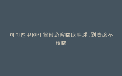 可可西里网红狼被游客喂成胖球，到底该不该喂？