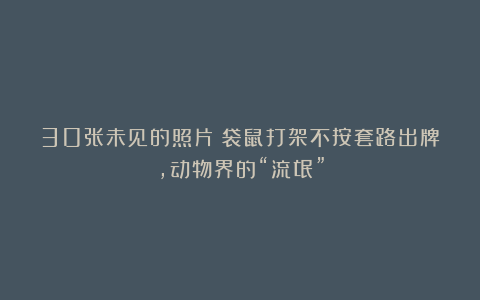 30张未见的照片：袋鼠打架不按套路出牌，动物界的“流氓”