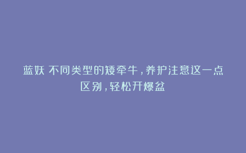 蓝妖：不同类型的矮牵牛，养护注意这一点区别，轻松开爆盆！