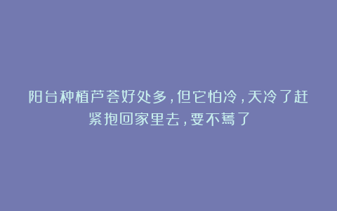 阳台种植芦荟好处多，但它怕冷，天冷了赶紧抱回家里去，要不蔫了