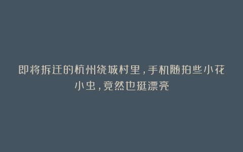 即将拆迁的杭州绕城村里，手机随拍些小花小虫，竟然也挺漂亮