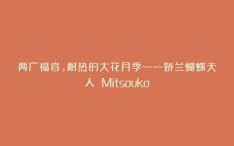 两广福音，耐热的大花月季——娇兰蝴蝶夫人 Mitsouko