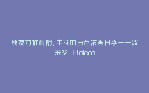 朋友力推耐阴、丰花的白色浓香月季——波莱罗 Bolero