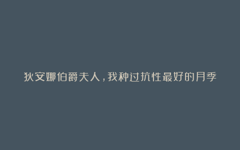 狄安娜伯爵夫人，我种过抗性最好的月季