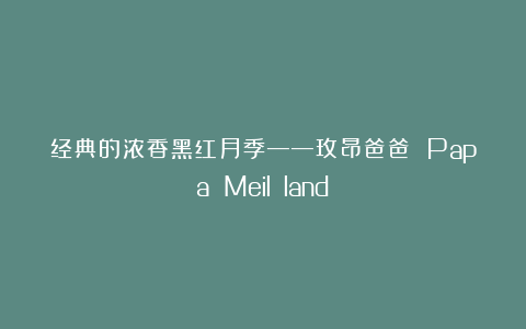 经典的浓香黑红月季——玫昂爸爸 Papa Meil​​land