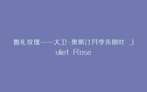 婚礼玫瑰——大卫·奥斯汀月季朱丽叶 Juliet Rose