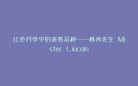 红色月季中的浓香品种——林肯先生 Mister Lincoln