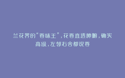 兰花界的“香味王”，花香直透肺腑，确实高级，左邻右舍都说香