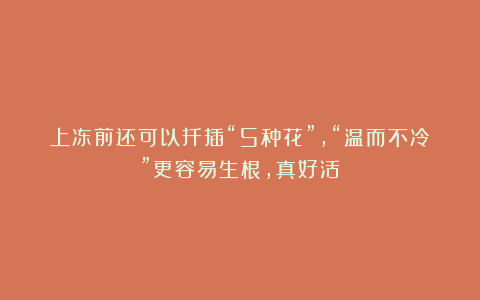 上冻前还可以扦插“5种花”，“温而不冷”更容易生根，真好活！