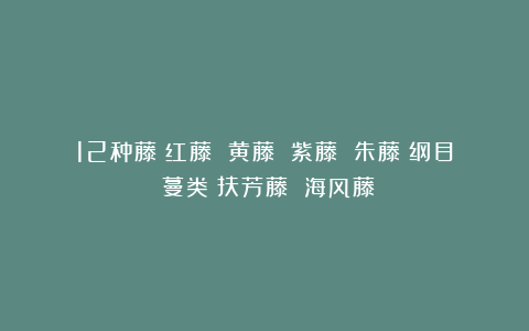 12种藤：红藤 黄藤 紫藤 朱藤《纲目》蔓类：扶芳藤 海风藤