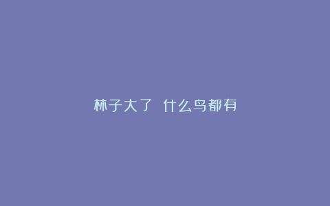 林子大了 什么鸟都有