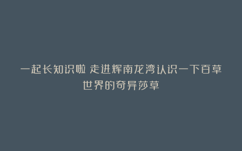 一起长知识啦！走进辉南龙湾认识一下百草世界的奇异莎草